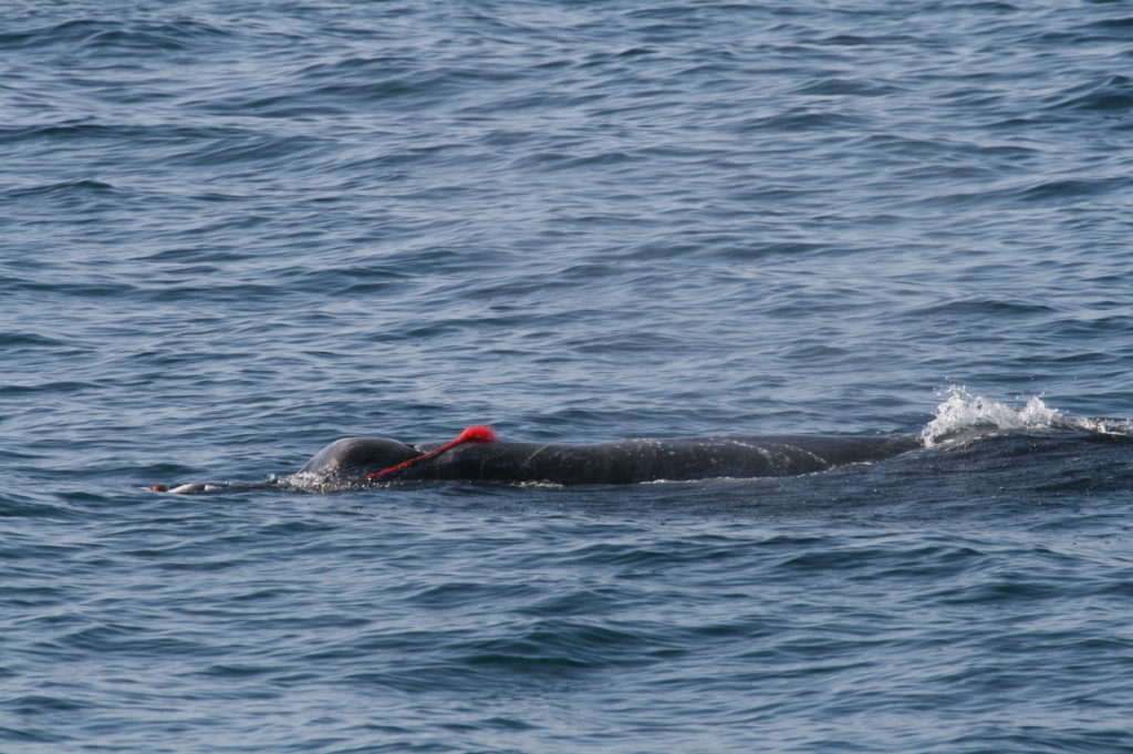赤いロープが巻きついたツチクジラ